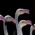 Flamencos fotografiados en el parque zoológico Zoom Torino, en Cumiana, cerca de Turín, Italia.