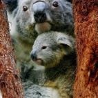 5c8a59ba20000043046f0d6f