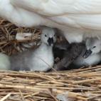 5c8a59bb260000e104fe3e33