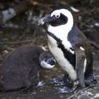 5c8a59bd230000d50422ff66