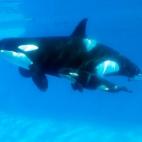 5c8a59bf360000ba1a6b5f2b