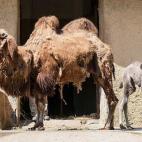 5c8a59bf230000dd0422ff6c