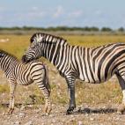 5c8a59c12000009e046f0d85