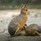 5c8a59c4230000040122ff7a