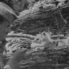 Soldado francés con dos gatos, en 1917. (New York Times, 02/11/1917)