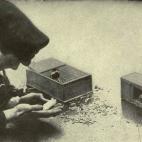 Ratones usados para detectar fugas de fuel en los submarinos británicos en 1917. (History of the World War, Vol. 3, Doubleday, Page & Co., 1917)