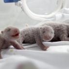 Los pequeños reciben cuidados en el safari de Guangzhou, en el sur de China.