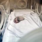 Los pequeños ya tienen 15 días, pero hasta que no cumplan seis meses no estarán completamente fuera de peligro.