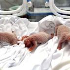 5c8ac5e12300005300e724fb