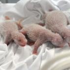 Su nacimiento (y supervivencia) se considera un milagro teniendo en cuenta la dificultad de los pandas para reproducirse.