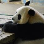 La feliz mamá de 12 años se llama Juxiao, que significa sonrisa de crisantemo en chino.