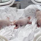 5c8ac5e32300002f00e72503