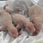 Parece que se llevan muy bien entre ellos.