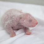 Los pequeños tienen la piel rosada y los ojos cerrados, como se observa en la imagen.