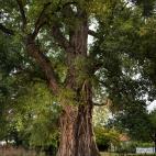 El álamo negro de Boult-Sur-Suippe (Francia) tiene entre 200 y 300 años.