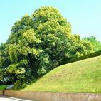 El castaño de 160 años de Ypres, en Bélgica.