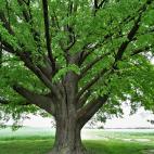 El tilo de unos 160 años de Dulcza Wielka, Podkarpackie.