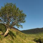 El serbal de cazadores de unos 70 años de Moffat, en Escocia (Reino Unido).