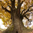 El roble de 700 años de Drnava, en Eslovaquía.