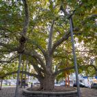 El platanero de 180 años de Portalegre, en Portulgal.