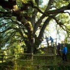 La encina de mil años de Lecina, en Huesca (Aragón).