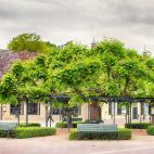 El tilo de 345 años de Noord-Brabant, en Holanda.