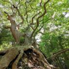 El platanero de 1.0000 años de Calabria, en Italia.