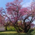 El árbol del amor de 250 años en Mélycút, en Hungría.