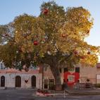 El almez de 115 años de Medulin, en Croacia.