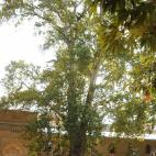 El platanero oriental de 284 años de la República de Dagestan, en Rusia.