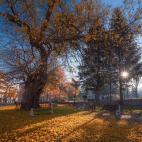 La morera de Veliki Preslav, en Bulgar&iacute;a, tiene unos 450 a&ntilde;os.