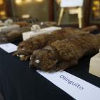 5c8a962f2400006b054c083d