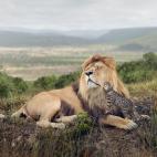 Autor de EEUU. - Fotografía Profesional para anuncios 'Big Cat, Little Cat' (Gato grande, gato pequeño) es un anuncio para una conocida marca de comida de gatos.