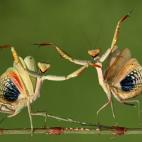 De Chipre- Naturaleza y Vida Salvaje: