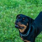 5. Rottweiler