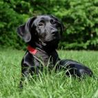 8. Labrador retriever