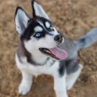 11. Husky siberiano