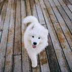 12. Samoyedo