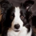 13. Border Collie
