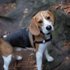 15. Beagle