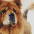 16. Chow chow
