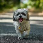 17. Shih Tzu
