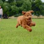Su historia est&aacute; ligada a la caza y al circo. Asumen el papel alfa en casa y reconocen palabras.