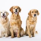 Es un perro acostumbrado a vivir en familia. Son tan fieles como inteligentes. Captan &oacute;rdenes r&aacute;pidamente.