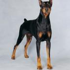 Son protectores e incluso han prestado servicio en la Segunda Guerra Mundial, cuidando de los soldados durante la noche.