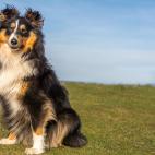 Tienen un gran instinto de pastoreo. Sus agudos sentidos los convierten en el compa&ntilde;ero perfecto para las personas con enfermedades que requieren atenci&oacute;n.