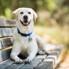 Son leales y capaces de entender cientos de gestos del lenguaje de se&ntilde;as.