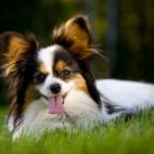 Tienen mucha energ&iacute;a y cazan ratas como ninguna otra raza.