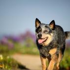 Adoran estar al aire libre. Muchos son entrenados para unirse a sus due&ntilde;os en todo tipo de aventuras como volar en ala delta o nadar.