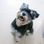 Son r&aacute;pidos para captar &oacute;rdenes su sentido auditivo es superior al del resto.